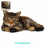 O'Malley joined the competition — help win amazing prizes! animal, background, cat, closeup, cozy, cute, domestic, feline, fur, indoor, paw, pet, portrait, quiet, relaxed, resting, sleeping, tabby, website, whiskers
