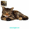 animal, background, cat, closeup, cozy, cute, domestic, feline, fur, indoor, paw, pet, portrait, quiet, relaxed, resting, sleeping, tabby, website, whiskers