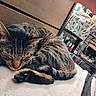 O'Malley is registered to the contest to win money with this photo: animal, blanket, books, cat, container, cozy, decor, furniture, home, indoor, nail_polish, paw, pet, relaxing, resting, sleeping, soft, striped, tabby_cat, wood