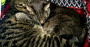 O'Malley And Maxene is registered to the contest to win money with this photo: cat, cats, sleeping, snuggling, blanket, striped, tabby, gray_cat, feline, pet, cozy, resting, cute, animal, domestic_animal, fur, whiskers, indoor, comfortable, close_up