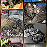 O'Malley And Maxene is registered to the contest to win money with this photo: cat, tabby_cat, sleeping, snuggling, blanket, cushion, indoor, pet, animal, feline, cozy, resting, multi_image, colorful, black_and_white, cityscape, sun, buildings, relaxing, cute