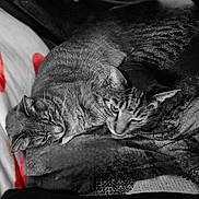 O'Malley And Maxene is registered to the contest to win money with this photo: cat, tabby_cat, animal, pet, feline, cozy, snuggling, blanket, pillow, red_accent, striped, fur, resting, indoor, close_up, sleepy, cute, companion, relaxing, soft_texture