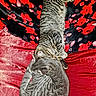 cat, cats, tabby, striped_fur, sleeping, cuddling, lying_down, kitten, adult_cat, pet, feline, animal, cozy, blanket, red, floral_pattern, indoors, relaxed, snuggling, portrait