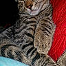 O'Malley is registered to the contest to win money with this photo: animal, blue_fabric, cat, closeup, cozy, cute, feline, fur, indoor, mammal, paw, pet, red_quilt, relaxing, resting, sleeping, soft, striped, tabby, whiskers
