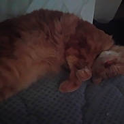 Ace is registered to the contest to win money with this photo: animal, blanket, cat, cozy, curled_up, cushion, cute, domestic_cat, feline, fur, indoor, mammal, orange_tabby, paw, pet, relaxing, resting, sleeping, soft, whiskers