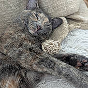 Aby a rejoint le concours — aidez-le/la à gagner de superbes lots ! animal, blanket, cat, closeup, cozy, cute, fur, indoor, paw, peaceful, pet, relaxation, resting, sleeping, soft, texture, tortoiseshell, whiskers, white_rug, yarn