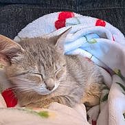 Jewels joined the competition — help win amazing prizes! animal, blanket, cat, closeup, comfort, cozy, cute, feline, fur, gray, indoor, kitten, nap, pet, relaxation, resting, sleeping, soft, tabby, warm
