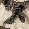 animal, blanket, cat, close_up, closed_eyes, cozy, cuddly, fluffy, furry, gray_cat, indoors, paws, pet, portrait, relaxed, resting, sleeping, striped_fur, tabby_cat, whiskers