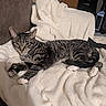 animal, blanket, cat, couch, cozy, ears, feline, furniture, green_eyes, home, indoor, lying_down, pet, portrait, relaxed, sleeping_area, striped_fur, tabby_cat, whiskers, white_paws