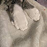 animal, blanket, cat, close_up, cozy, cute, fluffy, gray_fur, indoors, paw_pads, paws, pet, relaxed, resting, sleeping, soft, tabby, toe_beans, whiskers_not_visible, white_fur