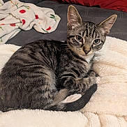 Blue is registered to the contest to win money with this photo: cat, kitten, tabby, pet, animal, fluffy, blanket, couch, indoor, resting, cute, fur, whiskers, ears, tail, domestic_cat, cozy, comfort, relaxing, portrait