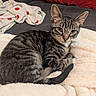 animal, blanket, cat, comfort, couch, cozy, cute, domestic_cat, ears, fluffy, fur, indoor, kitten, pet, portrait, relaxing, resting, tabby, tail, whiskers