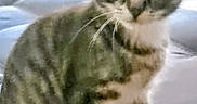 Blue is registered to the contest to win money with this photo: animal, background, cat, couch, curious, cute, domestic, ears, eyes, furniture, gray, home, indoor, kitten, pet, sitting, soft, tabby, whiskers, white_paws