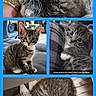 Blue joined the competition — help win amazing prizes! kitten, cat, cute, animal, pet, feline, young, blue_eyes, blanket, couch, fur, whiskers, indoor, collage, snuggling, closeup, portrait, adorable, cozy, resting