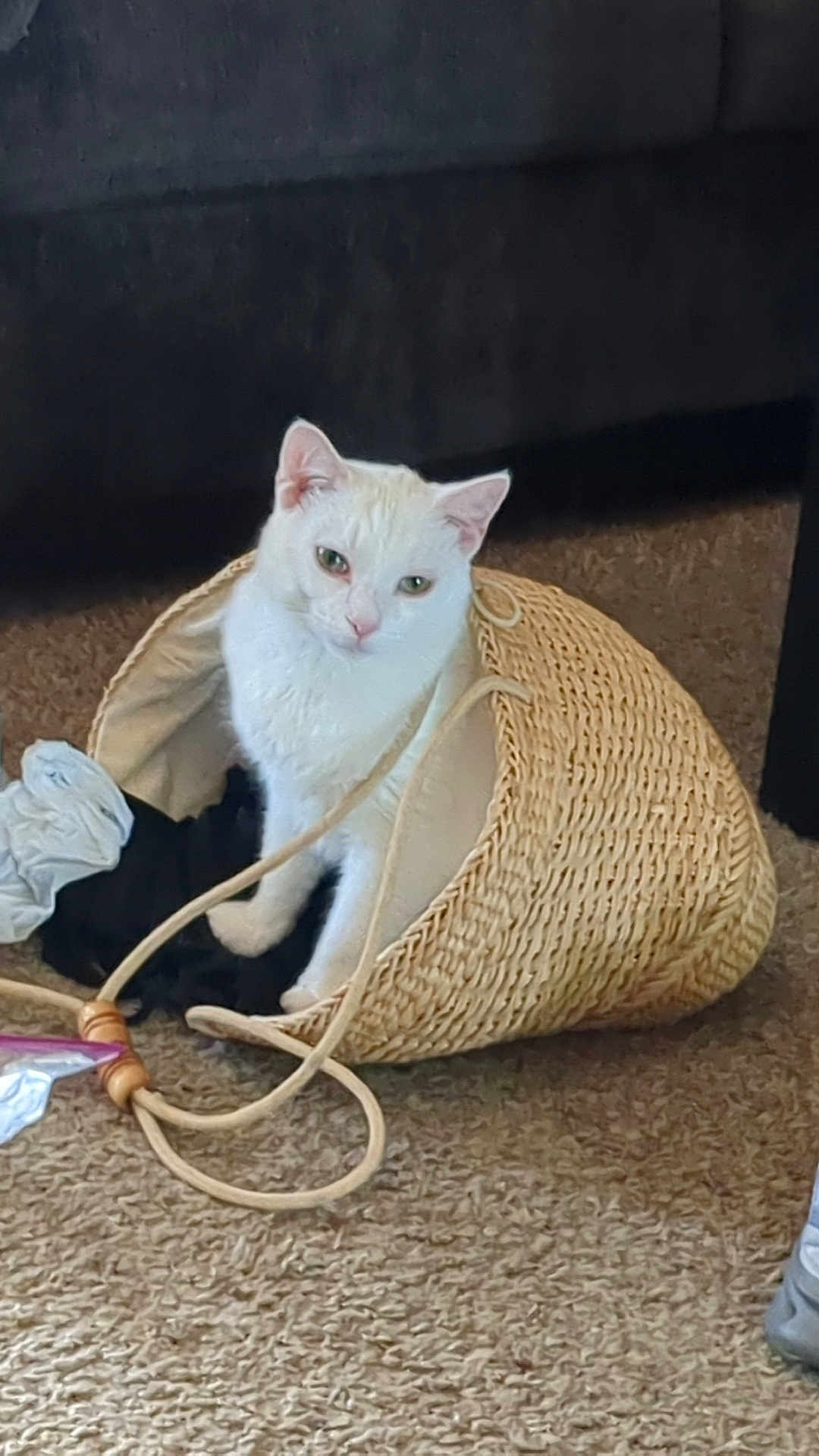 Neo is registered to the contest to win money with this photo: cat, white_cat, basket, woven_basket, carpet, indoor, pet, curious, feline, animal, household, clothes, fabric, cozy, domestic, sitting, cute, playful, resting, home
