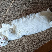 Neo joined the competition — help win amazing prizes! cat, white_cat, lying_down, carpet, indoor, pet, feline, relaxed, fur, animal, cute, whiskers, ears, paw, home, cozy, looking, soft_light, texture, resting