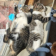 Ruby And Rebel is registered to the contest to win money with this photo: cat, tabby_cat, two_cats, window, sunlight, indoor, pet, animal, relaxing, paw, fur, whiskers, curious, resting, sunbathing, perch, domestic_cat, striped, cozy, companion