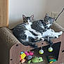 cat, kitten, tabby, pet, animal, feline, indoor, cozy, wooden, scratcher, toy, carpet, relaxed, cute, pair, resting, curious, ears, whiskers, playful