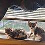two_kittens, tabby, cat, kitten, windowsill, sunlight, indoor, sleeping, curious, pet, animal, feline, domestic_cat, cozy, blanket, window, daylight, resting, young_animal, cute
