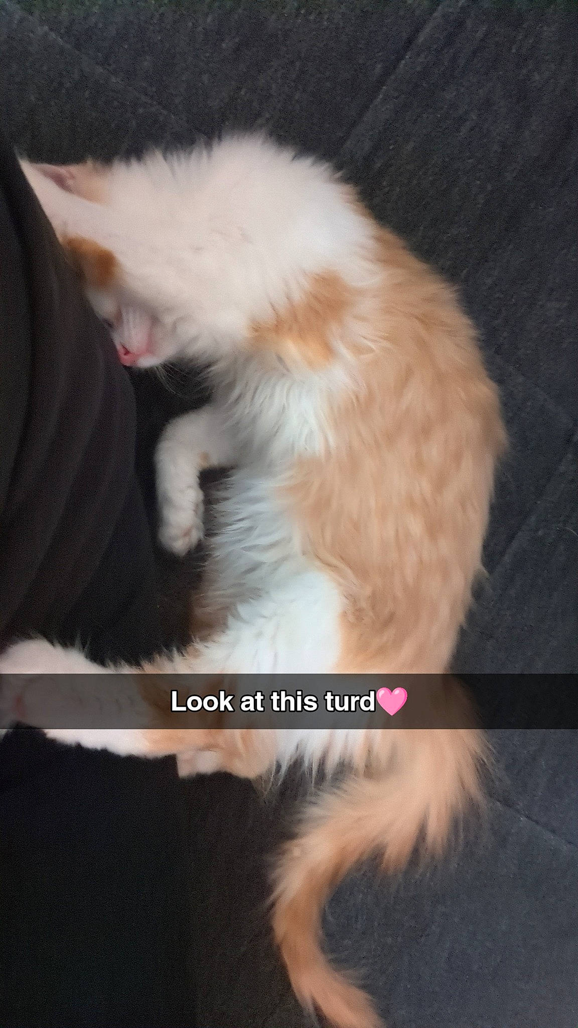 Foxygirl joined the competition — help win amazing prizes! carnivore, cat, claw, comfort, companion_dog, dog_breed, ear, fawn, felidae, fur, gesture, paw, photo_caption, small_to_medium_sized_cats, snout, tail, whiskers