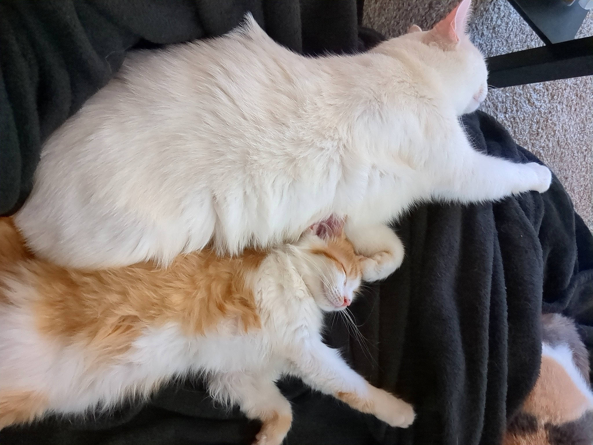 Foxygirl joined the competition — help win amazing prizes! carnivore, cat, claw, comfort, companion_dog, dog_breed, fang, fawn, felidae, fur, paw, small_to_medium_sized_cats, snout, tail, terrestrial_animal, whiskers