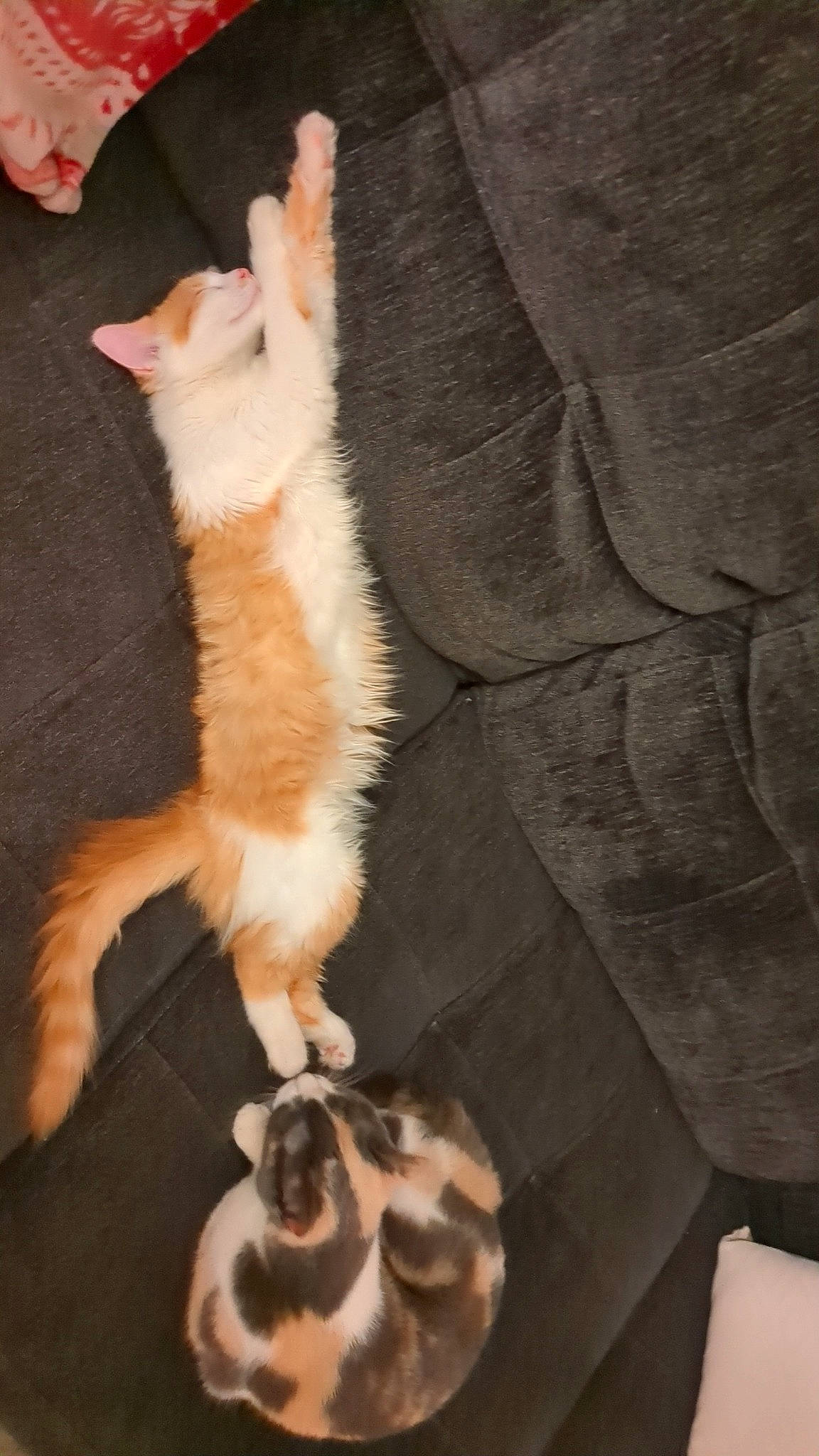 Foxygirl joined the competition — help win amazing prizes! canidae, carnivore, cat, claw, comfort, companion_dog, dog_breed, domestic_short_haired_cat, fawn, felidae, foot, fur, gesture, nail, paw, small_to_medium_sized_cats, snout, tail, whiskers, wood