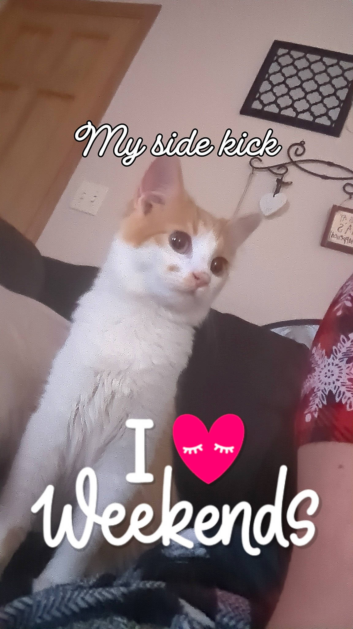 Foxygirl joined the competition — help win amazing prizes! advertising, carnivore, cat, cat_supply, domestic_short_haired_cat, felidae, font, fur, happy, input_device, internet_meme, laptop, numeric_keypad, paw, peripheral, pet_supply, photo_caption, small_to_medium_sized_cats, tail, whiskers