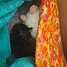 animal, blanket, blue_blanket, cat, comfort, cozy, cute, fabric, floral_pattern, indoor, kitten, orange_quilt, pet, quilt, resting, sleeping, snuggling, soft_texture, stuffed_animal, warm