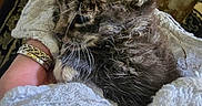 Dodge joined the competition — help win amazing prizes! raccoon, baby_animal, fur, hand, blanket, knitwear, wooden_background, cozy, sleeping, closeup, wildlife, animal, cute, resting, domestic_setting, jewelry, soft_texture, comfort, nature, small_mammal