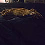 cat, orange_tabby, bed, blanket, dark, bedroom, sleeping, stretched_out, pet, pet_cage, laundry_basket, pile_of_clothes, indoor, cozy, nighttime, whiskers, collar, relaxing, furniture, domestic