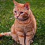 cat, orange_tabby, animal, pet, grass, outdoor, nature, fur, whiskers, ears, sitting, greenery, closeup, mammal, cute, feline, domestic_cat, alert, eyes, collar