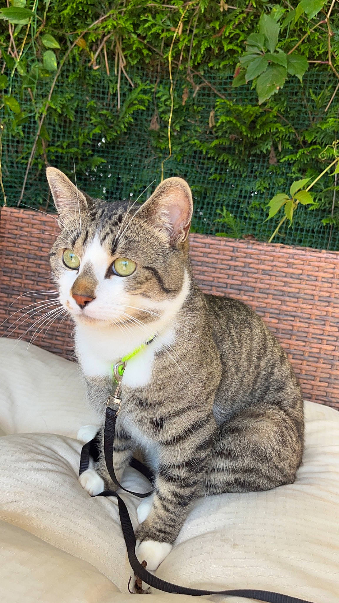 Nephty a rejoint le concours — aidez-le/la à gagner de superbes lots ! carnivore, cat, comfort, domestic_short_haired_cat, felidae, fur, grass, paw, plant, sitting, small_to_medium_sized_cats, snout, tail, terrestrial_animal, tree, whiskers, wildlife