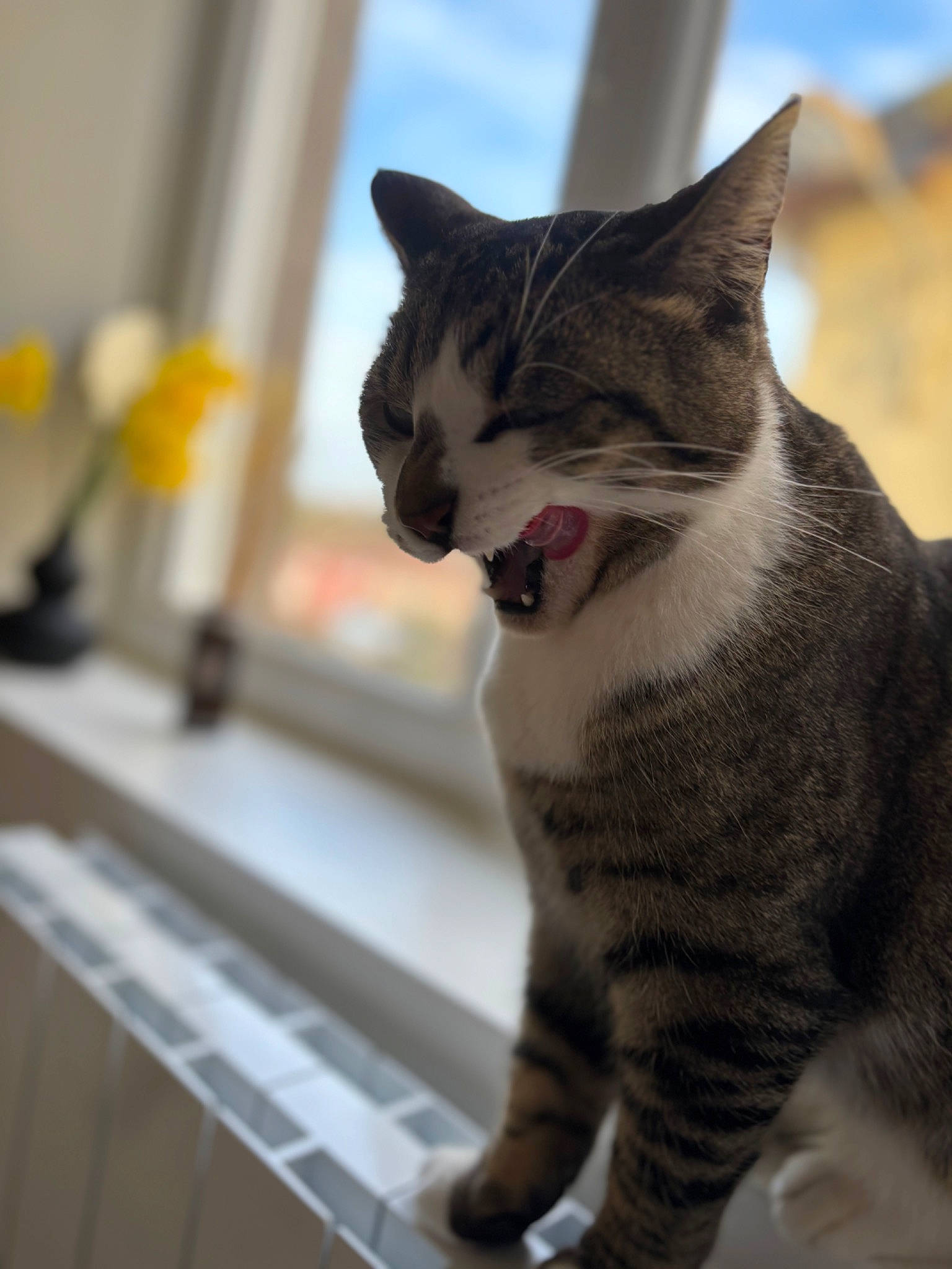 Nephty a rejoint le concours — aidez-le/la à gagner de superbes lots ! carnivore, cat, domestic_short_haired_cat, felidae, flooring, fur, paw, pet_supply, sky, small_to_medium_sized_cats, snout, tail, terrestrial_animal, tree, whiskers, window, wood