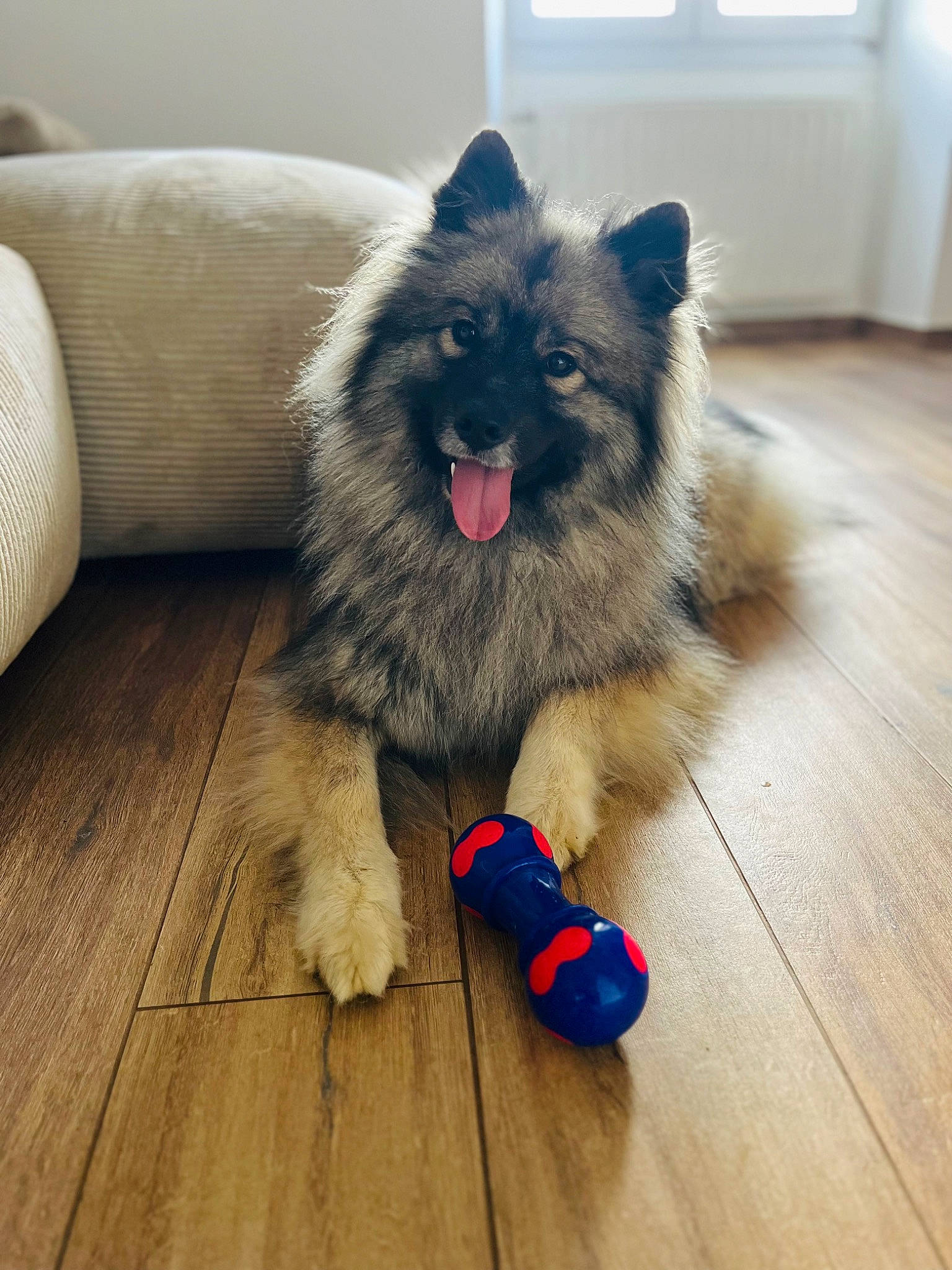 Saiyenne a rejoint le concours — aidez-le/la à gagner de superbes lots ! carnivore, collar, companion_dog, dog, dog_breed, dog_supply, fawn, flooring, fur, german_spitz, german_spitz_klein, german_spitz_mittel, hardwood, laminate_flooring, snout, spitz, toy_dog, whiskers, wood, working_animal