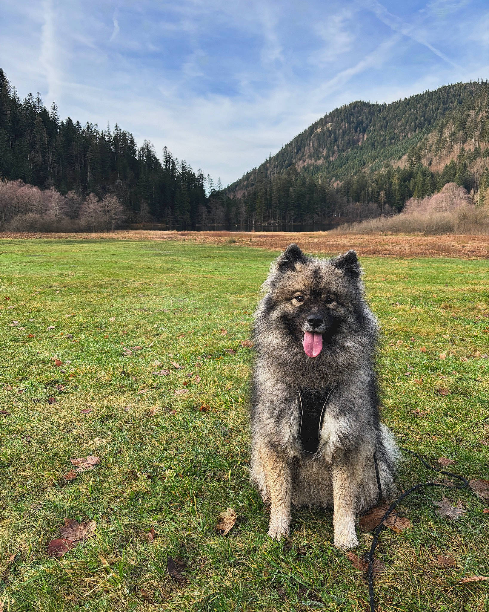 Saiyenne a rejoint le concours — aidez-le/la à gagner de superbes lots ! canidae, carnivore, cloud, companion_dog, dog, dog_breed, fawn, grass, grassland, herding_dog, hill, landscape, mountain, plant, sky, snout, sporting_group, tree, working_animal, working_dog