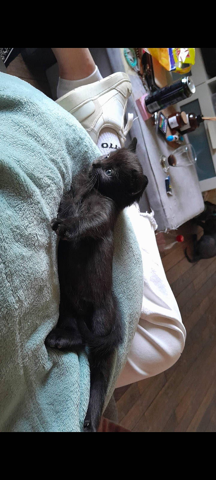 Kira participe au concours pour gagner de l'argent avec cette photo : black_cat, canidae, carnivore, cat, claw, comfort, companion_dog, dog_breed, felidae, flooring, fur, grey, hardwood, machine, nap, small_to_medium_sized_cats, snout, sporting_group, whiskers, wood_flooring