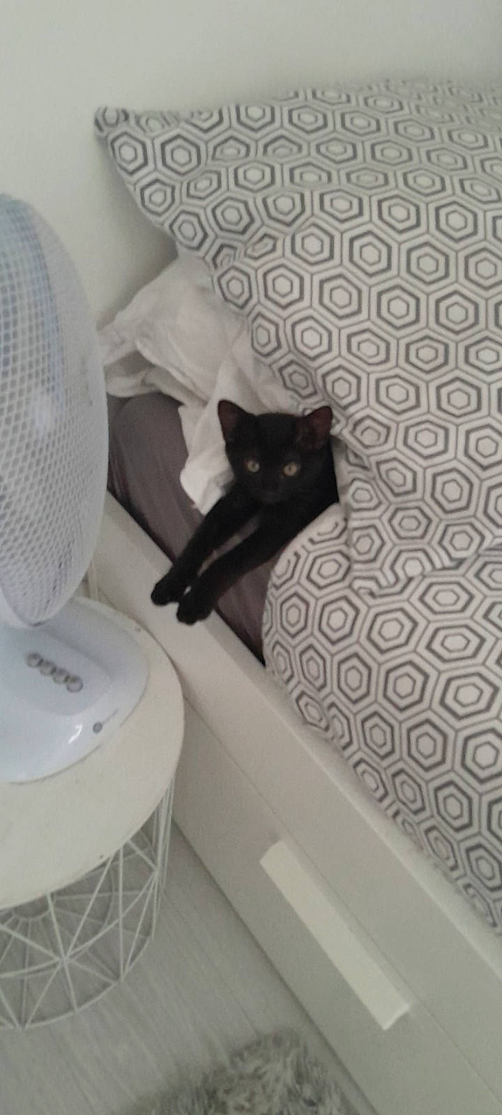 Kira participe au concours pour gagner de l'argent avec cette photo : black, black_cat, bombay, carnivore, cat, circle, comfort, felidae, floor, flooring, grey, hardwood, line, material_property, purple, small_to_medium_sized_cats, tail, whiskers, white, wood