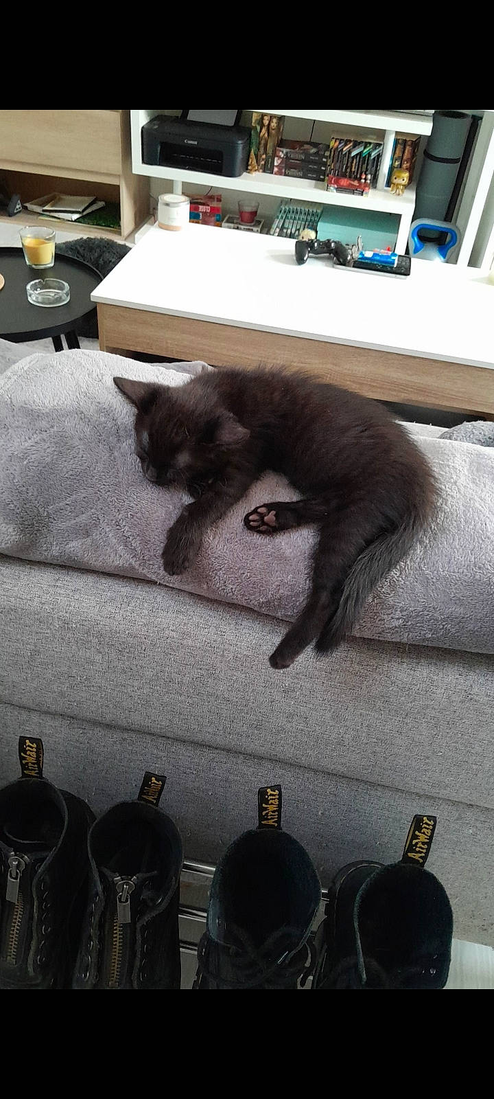 Kira a rejoint le concours — aidez-le/la à gagner de superbes lots ! automotive_tire, black, bombay, bottle, carnivore, cat, comfort, domestic_short_haired_cat, felidae, flooring, fur, grey, hardwood, hat, room, small_to_medium_sized_cats, snapshot, tail, whiskers, white