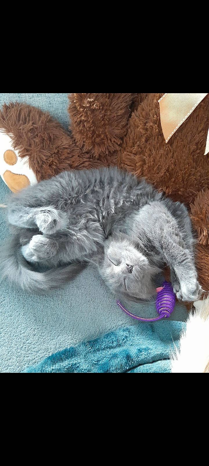 Boulette a rejoint le concours — aidez-le/la à gagner de superbes lots ! bed, carnivore, cat, cat_bed, claw, comfort, domestic_short_haired_cat, felidae, fur, grey, mammal, nap, paw, photo_caption, sleep, small_to_medium_sized_cats, tail, terrestrial_animal, whiskers, wildlife