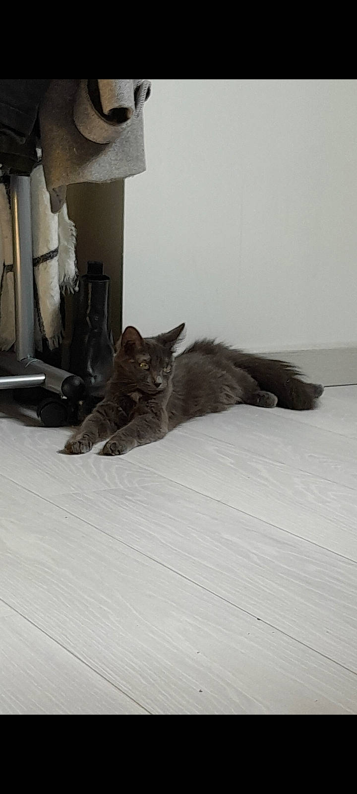 Boulette a rejoint le concours — aidez-le/la à gagner de superbes lots ! bedding, black_cat, carnivore, cat, comfort, domestic_short_haired_cat, felidae, floor, flooring, fur, grey, hardwood, human_leg, linens, paw, room, small_to_medium_sized_cats, tail, whiskers, wood