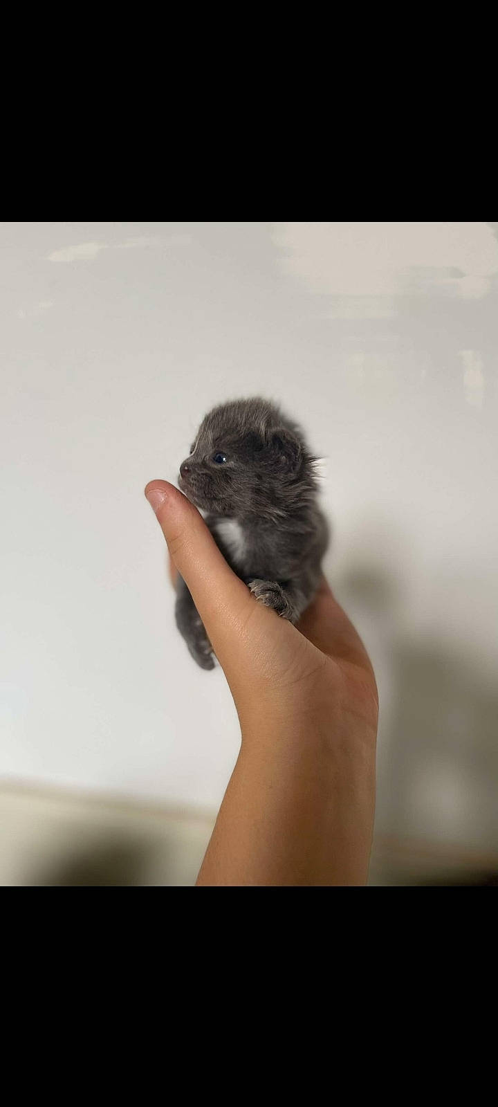 Boulette participe au concours pour gagner de l'argent avec cette photo : beak, bird, claw, flesh, fur, gesture, macro_photography, nail, terrestrial_animal, thumb, whiskers