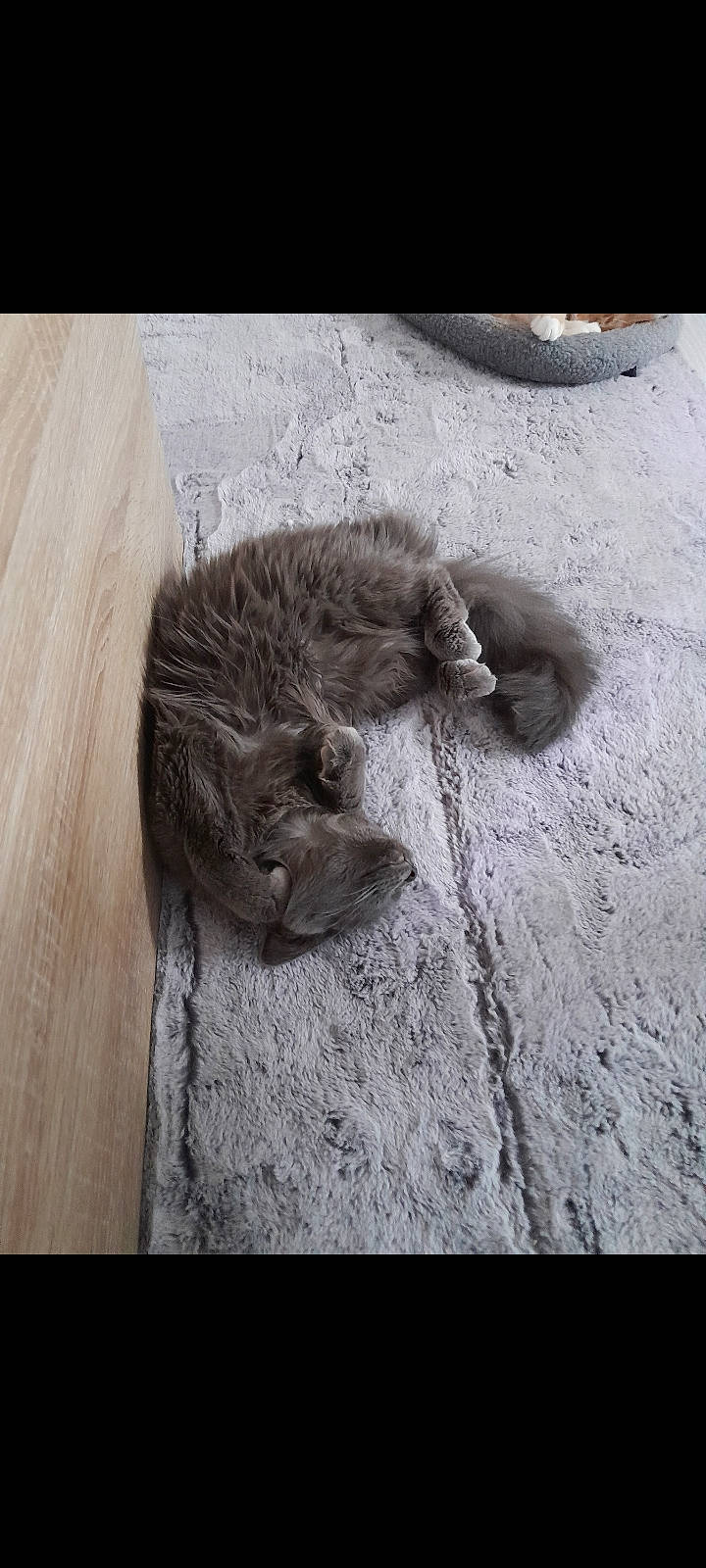 Boulette participe au concours pour gagner de l'argent avec cette photo : carnivore, cat, claw, comfort, domestic_short_haired_cat, felidae, flooring, fur, grey, monochrome, monochrome_photography, natural_material, paw, small_to_medium_sized_cats, soil, tail, terrestrial_animal, whiskers, wildlife, wood