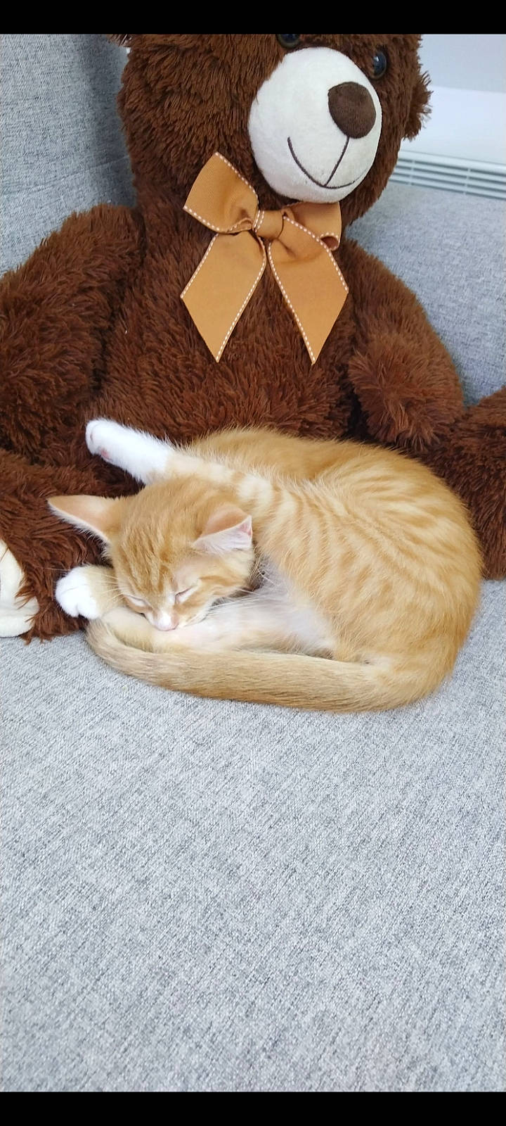 Fripouille a rejoint le concours — aidez-le/la à gagner de superbes lots ! carnivore, cat, cat_supply, claw, comfort, domestic_short_haired_cat, fawn, felidae, formal_wear, fur, hat, linens, mammal, nap, paw, small_to_medium_sized_cats, snout, tail, whiskers, wood