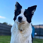 Lydie a rejoint le concours — aidez-le/la à gagner de superbes lots ! dog, border_collie, black_and_white, outdoor, grass, fence, sky, pet, animal, canine, fur, collar, tag, ears, portrait, nature, friendly, cute, companion, focused