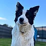 dog, border_collie, black_and_white, outdoor, grass, fence, sky, pet, animal, canine, fur, collar, tag, ears, portrait, nature, friendly, cute, companion, focused