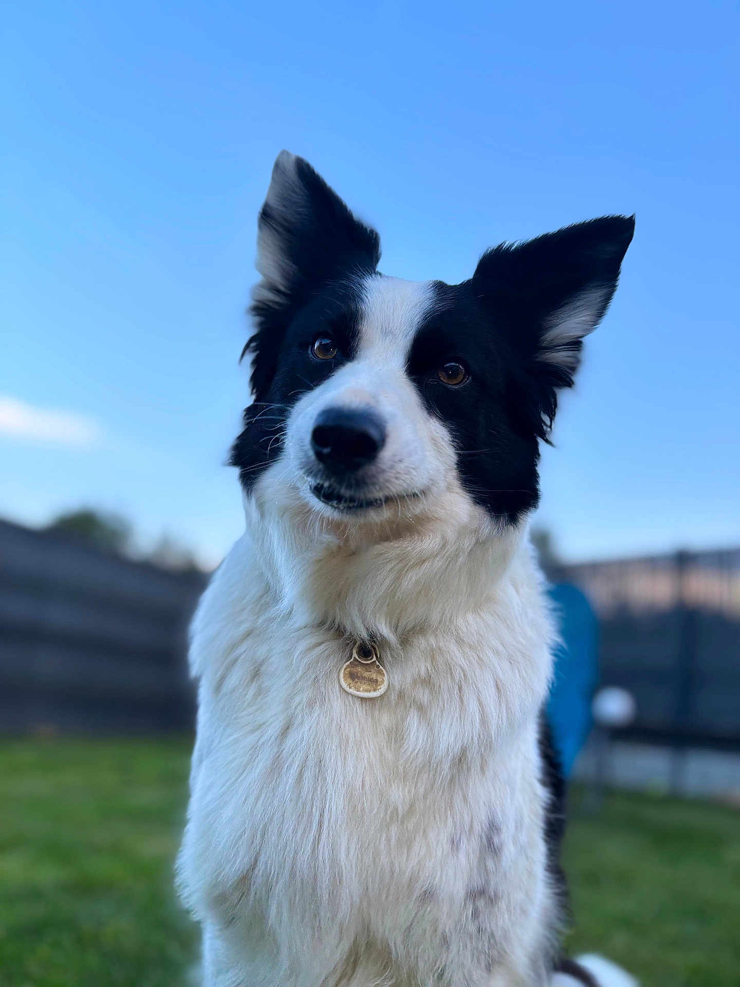 Lydie a rejoint le concours — aidez-le/la à gagner de superbes lots ! dog, border_collie, black_and_white, outdoor, grass, fence, sky, pet, animal, canine, fur, collar, tag, ears, portrait, nature, friendly, cute, companion, focused