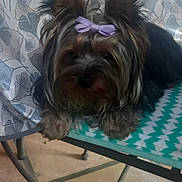 Arold a rejoint le concours — aidez-le/la à gagner de superbes lots ! animal, bow, chair, companion, cute, dog, domestic_animal, ears, face, floral_pattern, fur, nose, outdoor, patterned_chair, paw, pet, purple_bow, relaxed, small_dog, tablecloth