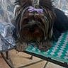 animal, bow, chair, companion, cute, dog, domestic_animal, ears, face, floral_pattern, fur, nose, outdoor, patterned_chair, paw, pet, purple_bow, relaxed, small_dog, tablecloth