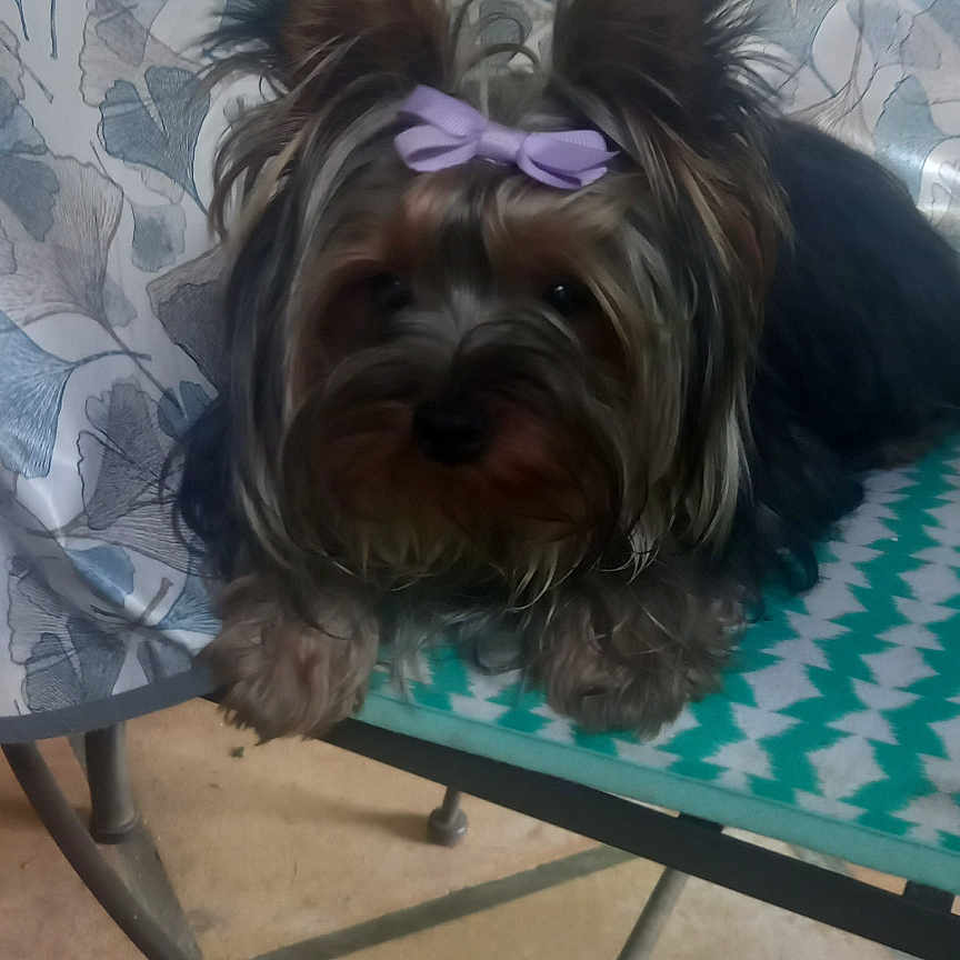 Arold a rejoint le concours — aidez-le/la à gagner de superbes lots ! animal, bow, chair, companion, cute, dog, domestic_animal, ears, face, floral_pattern, fur, nose, outdoor, patterned_chair, paw, pet, purple_bow, relaxed, small_dog, tablecloth