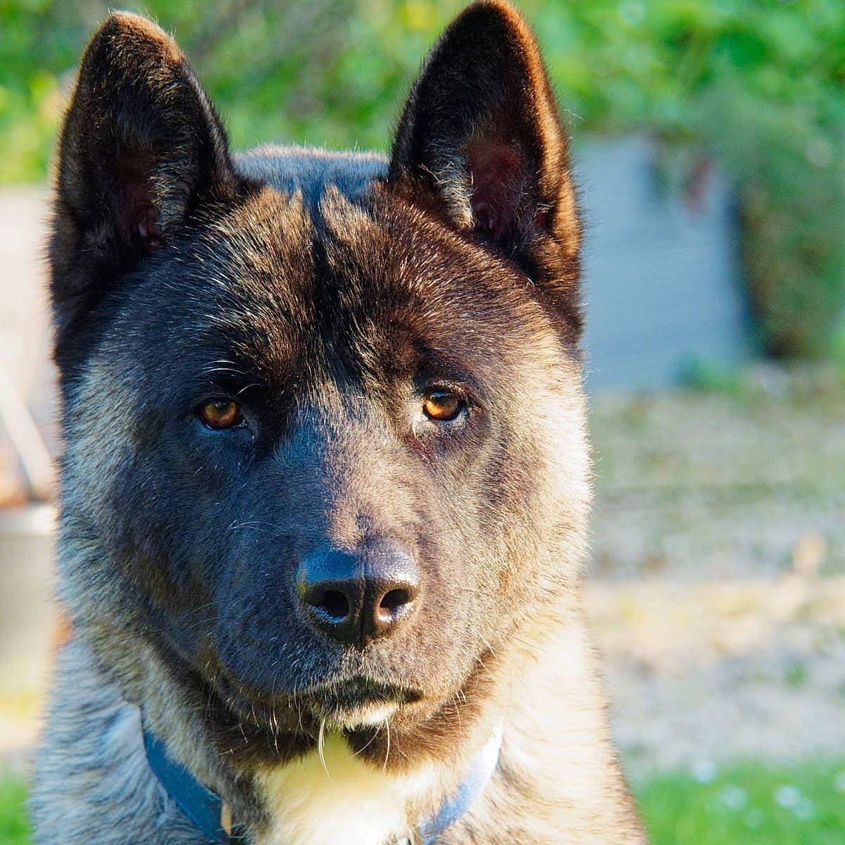 Buck participe au concours pour gagner de l'argent avec cette photo : ancient_dog_breeds, canidae, canis, carnivore, dog, dog_breed, electric_blue, fawn, fur, herding_dog, non_sporting_group, snout, sporting_group, terrestrial_animal, whiskers, wildlife, working_animal, working_dog